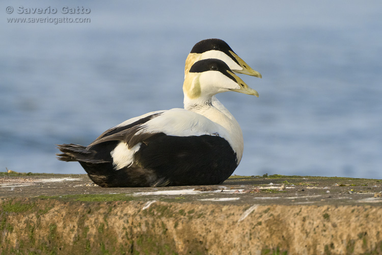 Common Eider