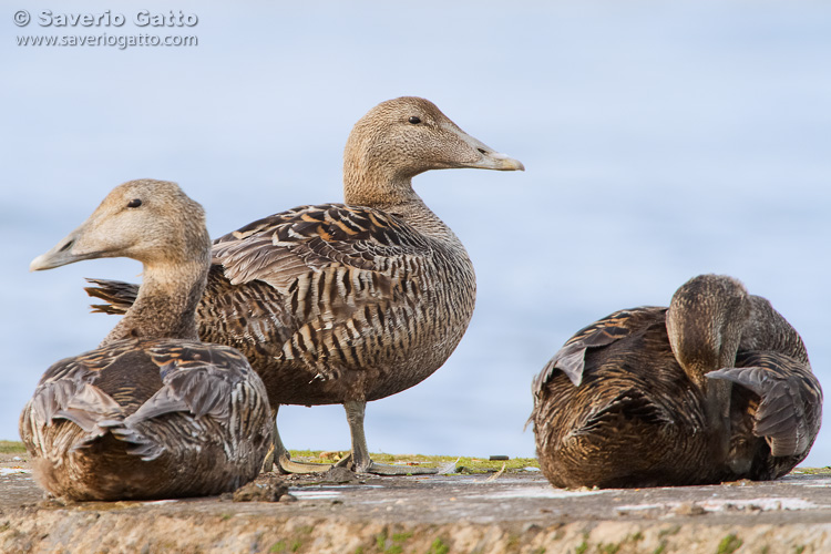 Common Eider