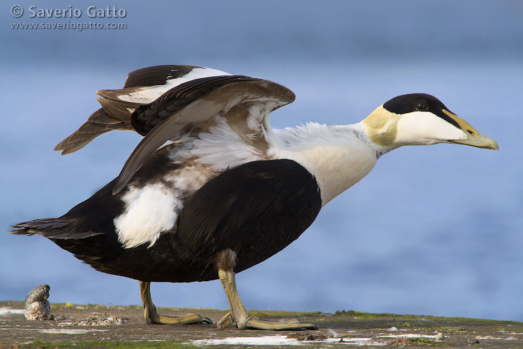 Common Eider