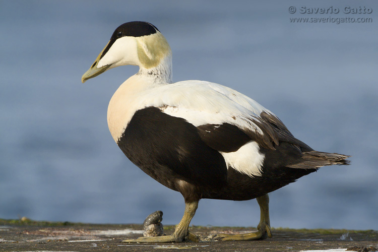 Common Eider