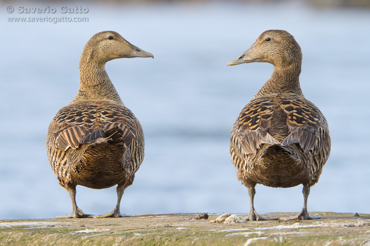 Common Eider