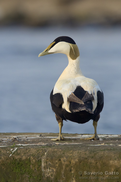 Common Eider