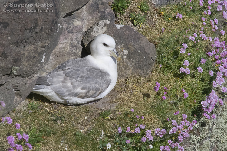 Northern Fulmar