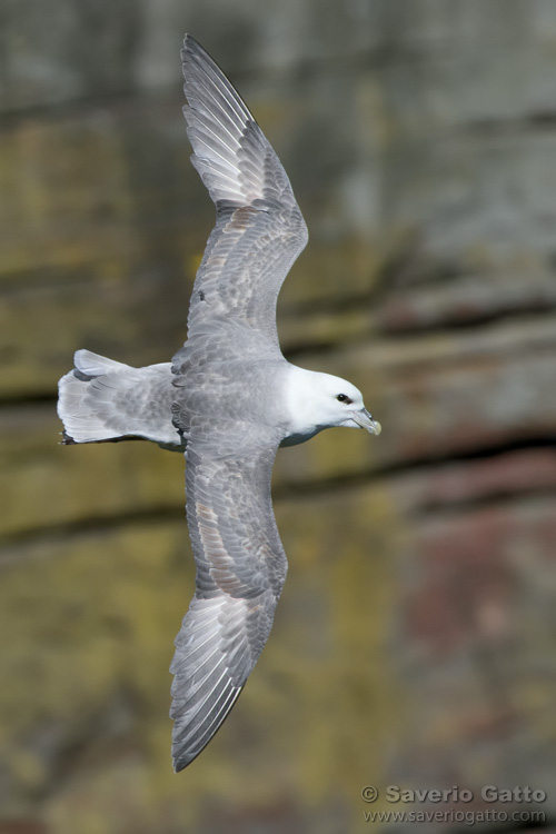 Northern Fulmar