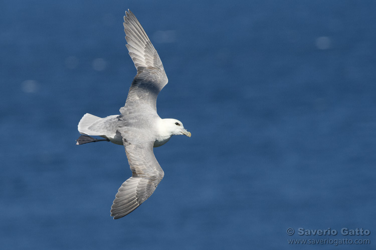 Northern Fulmar