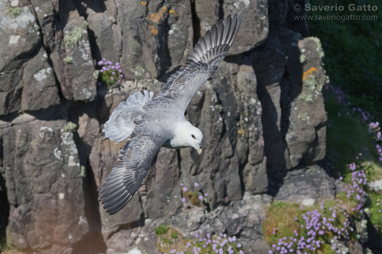 Northern Fulmar