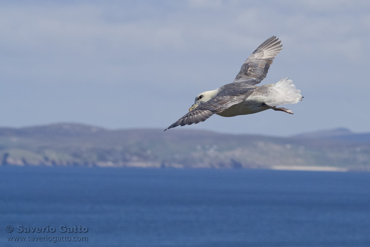 Northern Fulmar