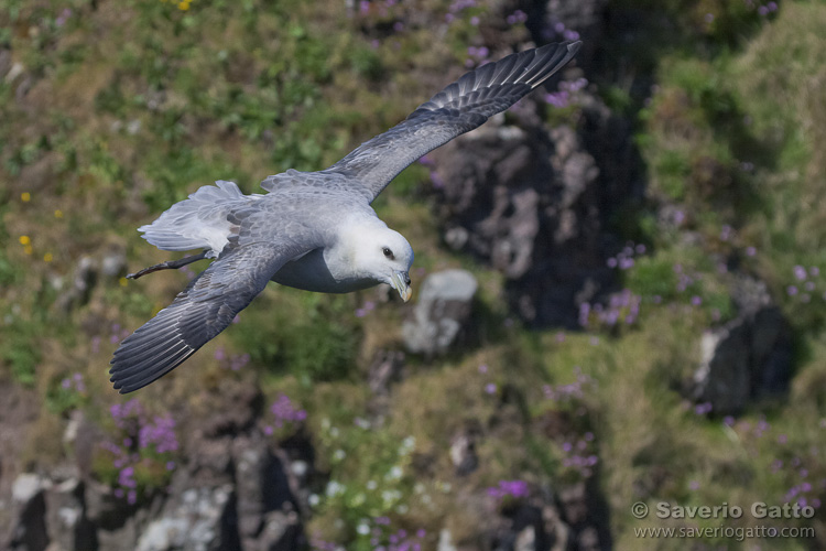 Northern Fulmar