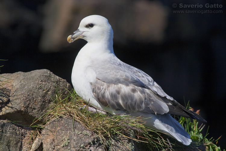 Northern Fulmar