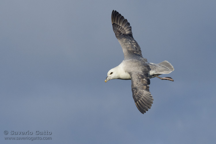 Northern Fulmar