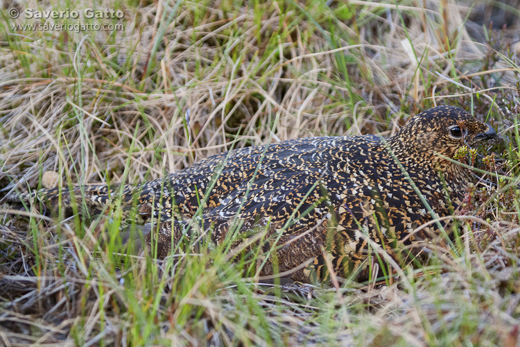 Red Grouse