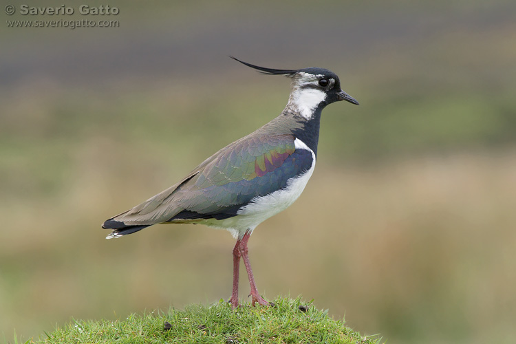 Northern Lapwing