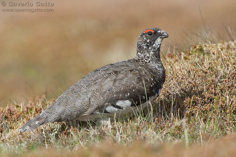 Rock Ptarmigan