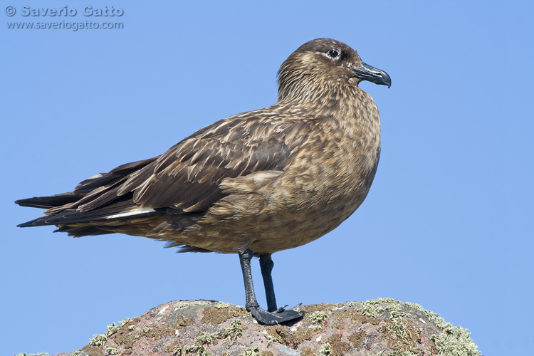 Great Skua