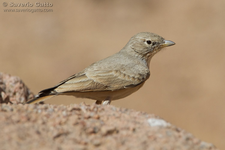 Allodola del deserto