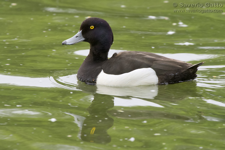 Tufted Duck