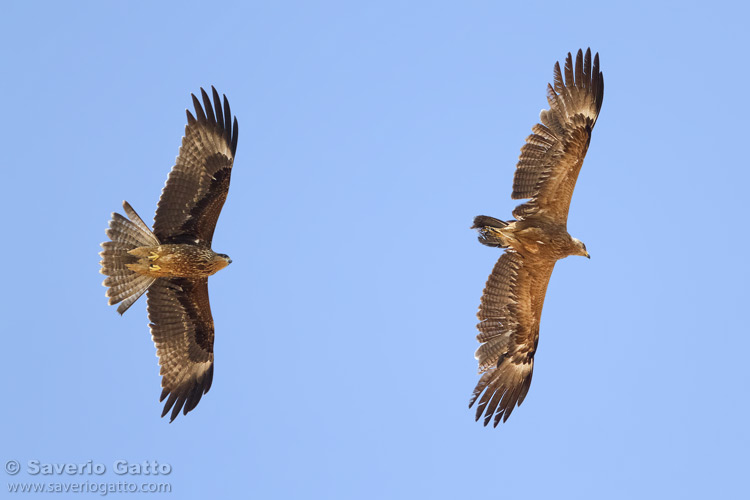 Black Kite and Lesser Spotted Eagle