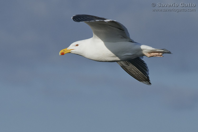 Great Black-backed Gull