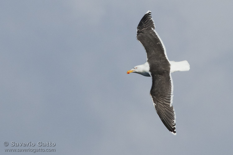 Great Black-backed Gull