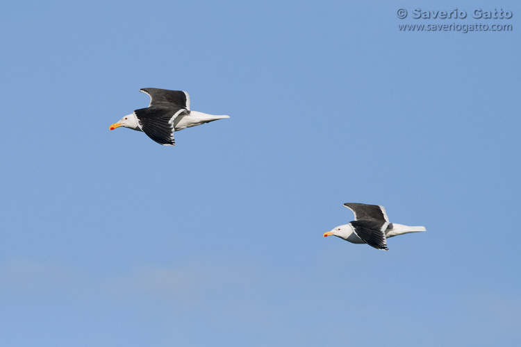 Great Black-backed Gull