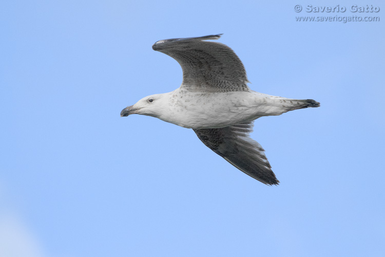 Great Black-backed Gull