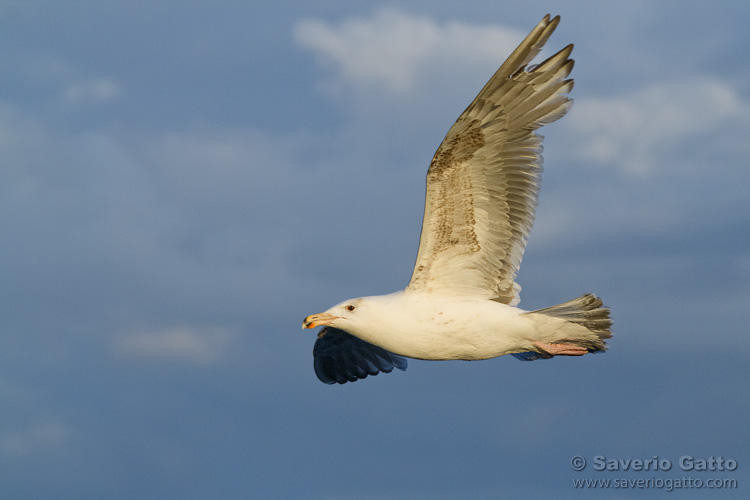 Great Black-backed Gull