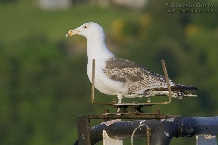 Great Black-backed Gull