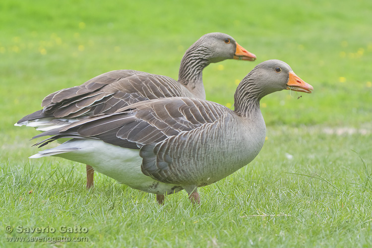 Greylag Goose