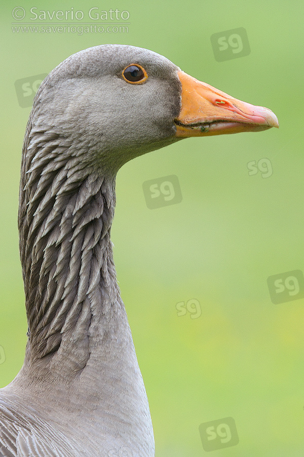 Greylag Goose