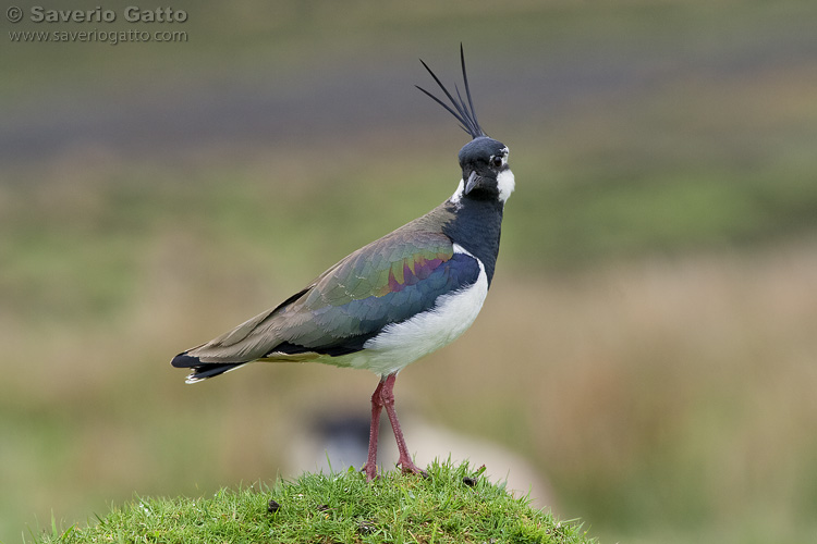 Northern Lapwing