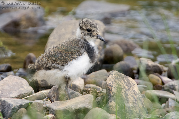 Lapwing chick