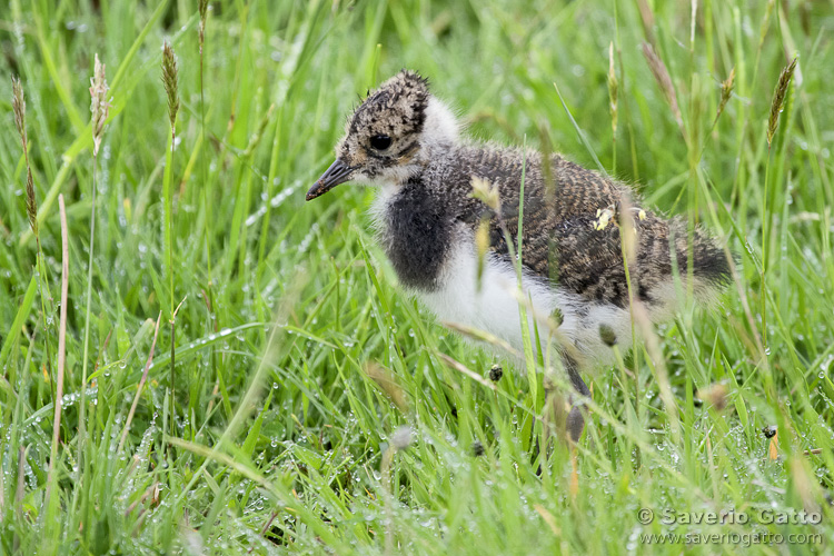 Northern Lapwing