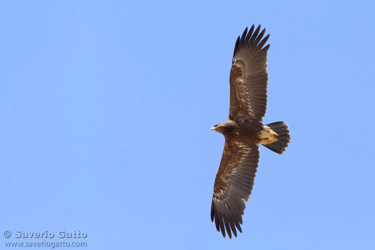 Aquila anatraia minore