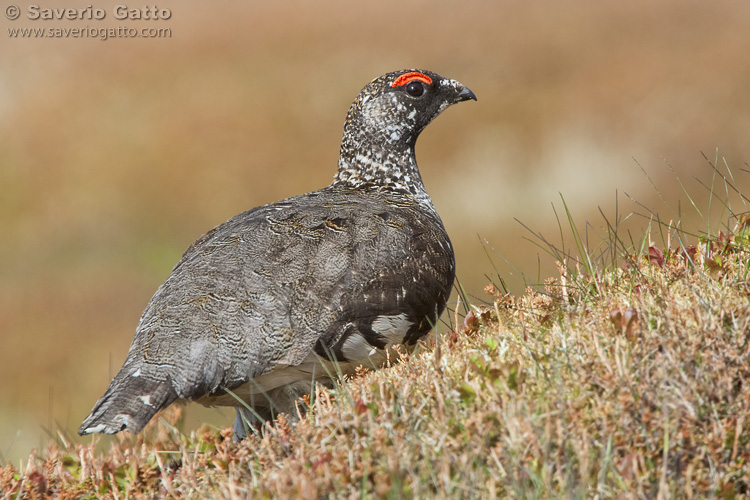 Rock Ptarmigan