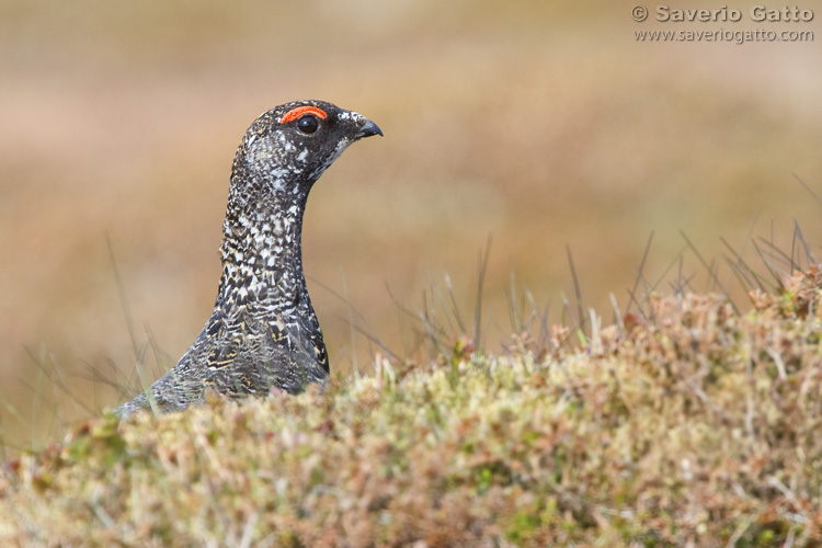 Rock Ptarmigan