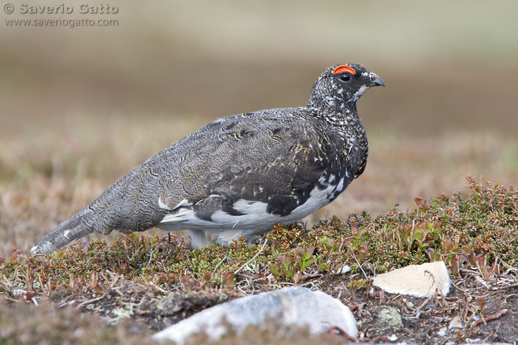 Rock Ptarmigan