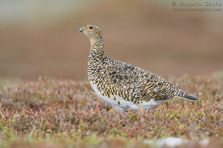 Rock Ptarmigan