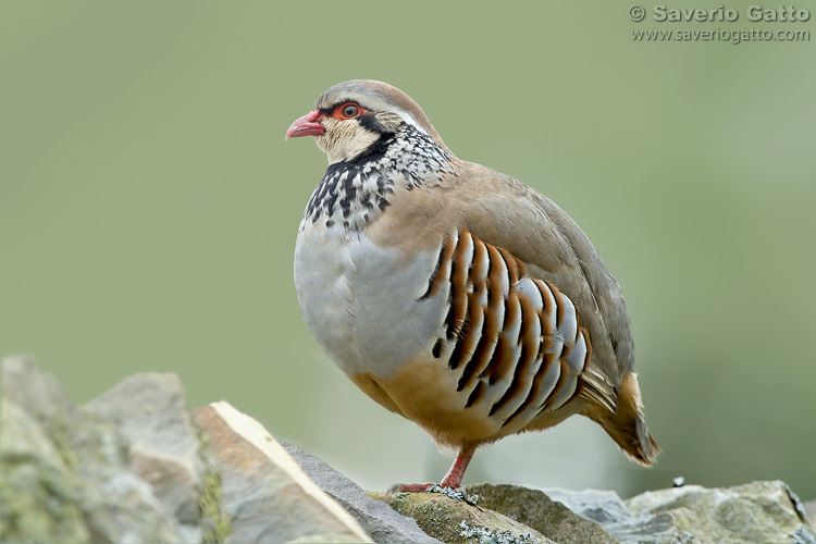 Red-legged partridge