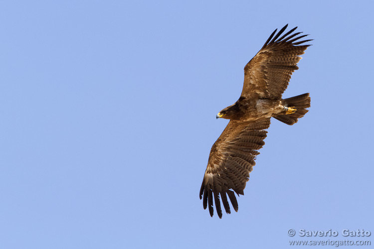 Lesser Spotted Eagle