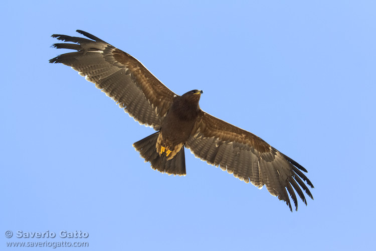 Aquila anatraia minore