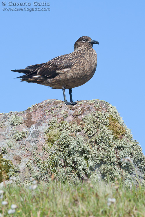 Great Skua