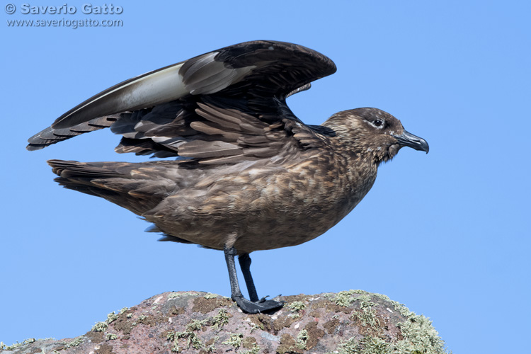 Great Skua