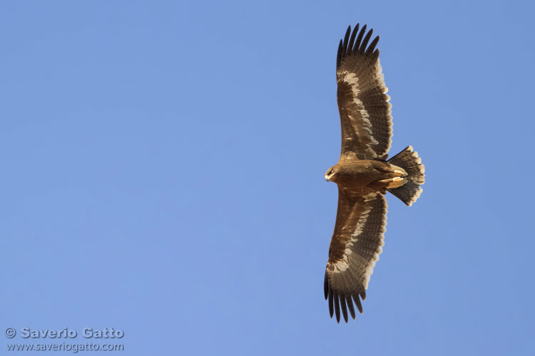 Steppe Eagle