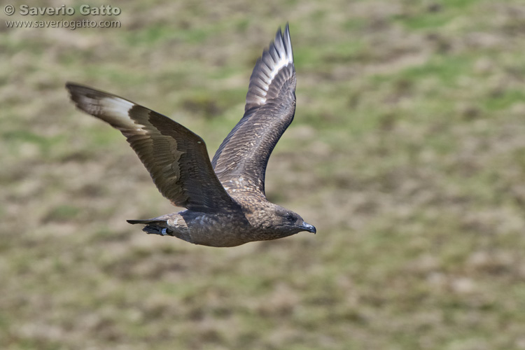 Great Skua