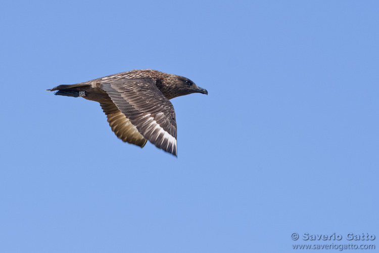 Great Skua