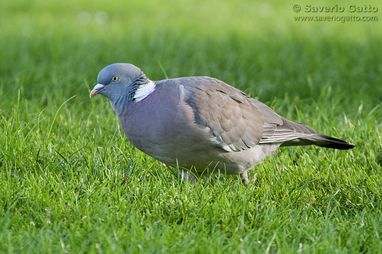 Woodpigeon