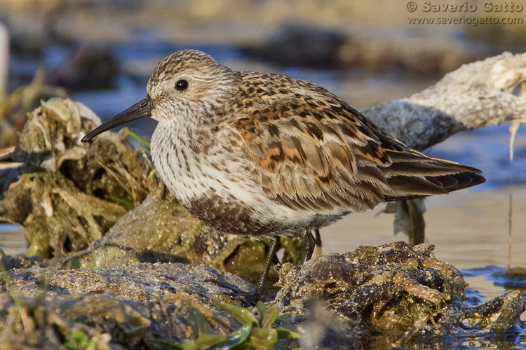 Dunlin