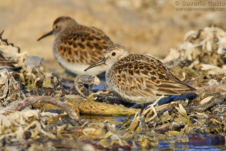 Dunlin