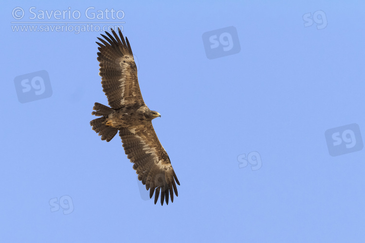 Steppe Eagle