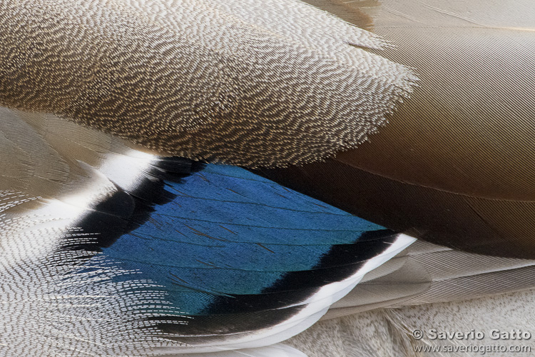 Mallard-s Wing